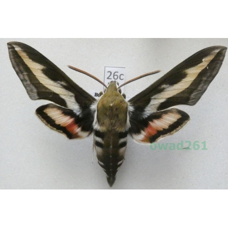 Hyles gallii (Rottemburg, 1775) Czech 67mm26c